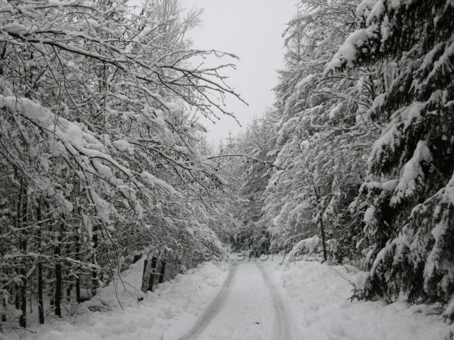 zimní procházka lesem