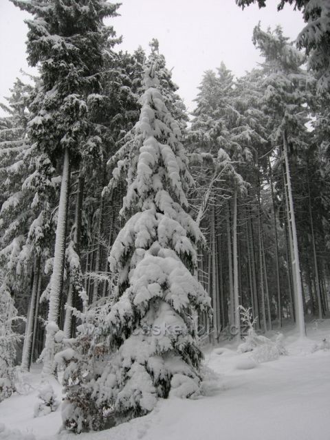 zimní procházka lesem