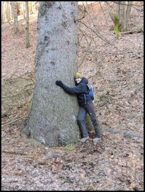 největší smrk Krušných hor