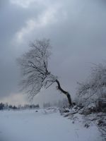 zima