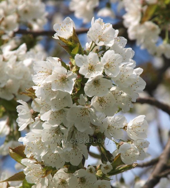 Třešňové květy