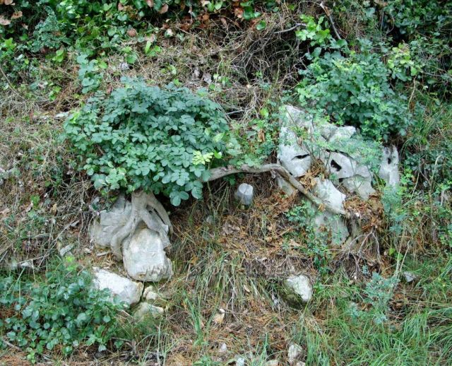 Bonsai obepíná kámen