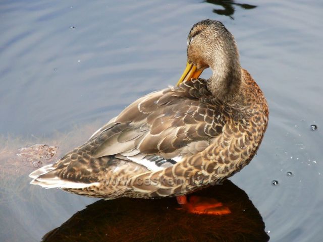 Obyvatelé Chalupské slatě