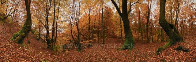 Podzimní les pod Sulovským hradem.