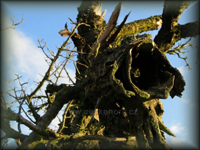 strom jako kronika života