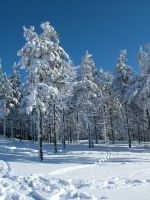 Šumava