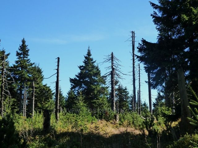 Lesní porost na úbočí Koruny