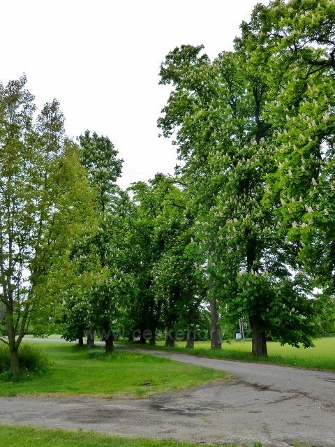 Žamberk - poslední část kaštanové aleje v zámeckém parku