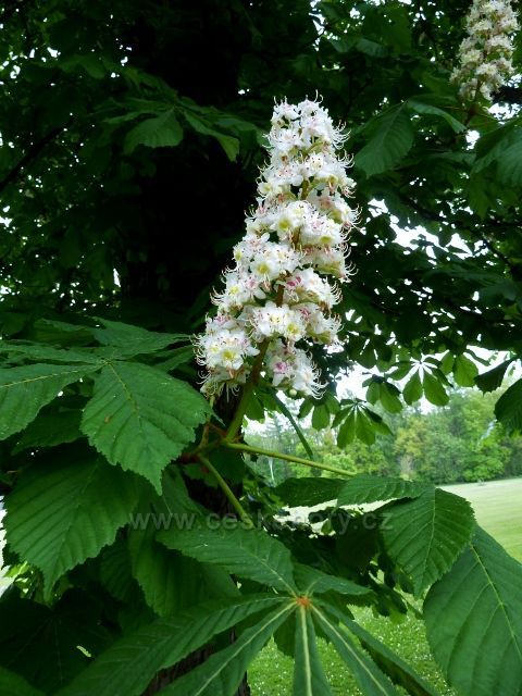 Žamberk - květ kaštanu v zámeckém parku