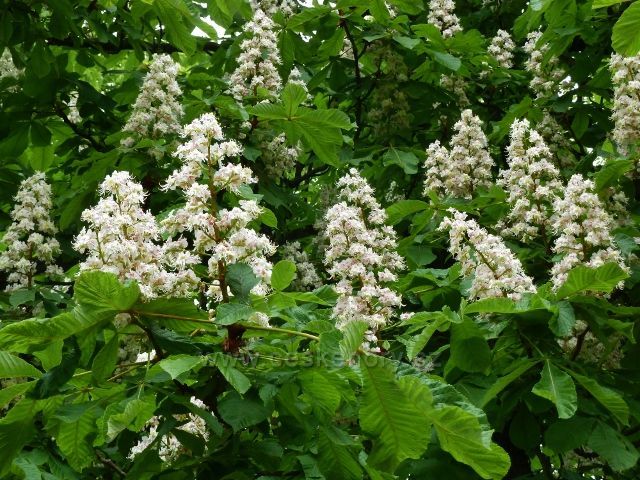 Žamberk - květy kaštanu v zámeckém parku