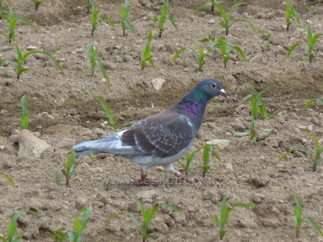 Bohousová - holub na kukuřičném poli u cyklostezky do České Rybné
