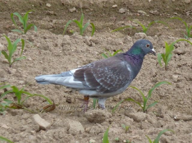 Bohousová -holub na kukuřičném poli u cyklostezky do České Rybné