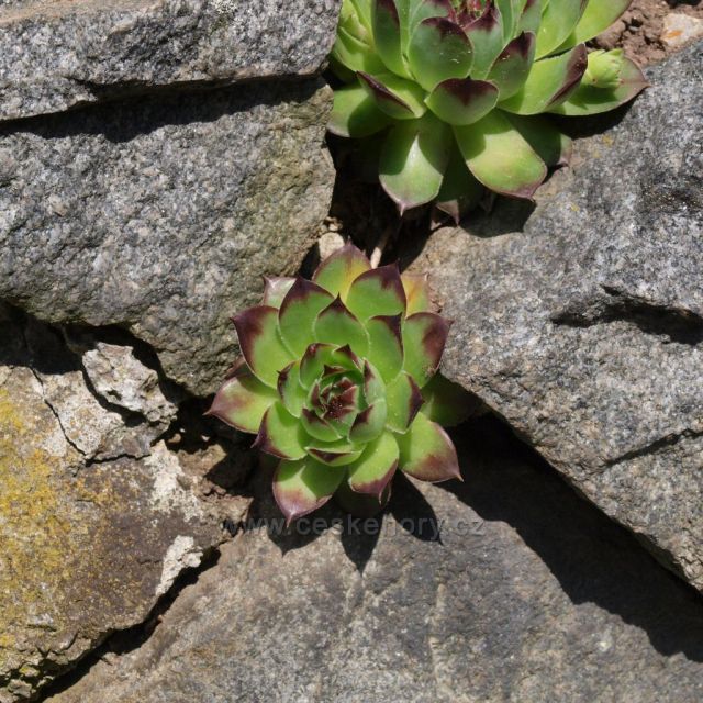 Netřesky v Železných horách