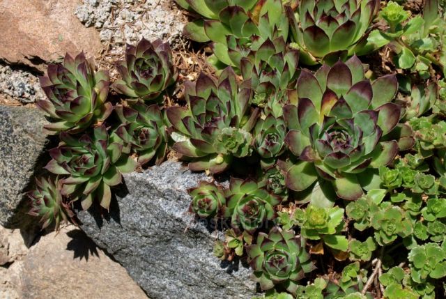 Netřesky v Železných horách