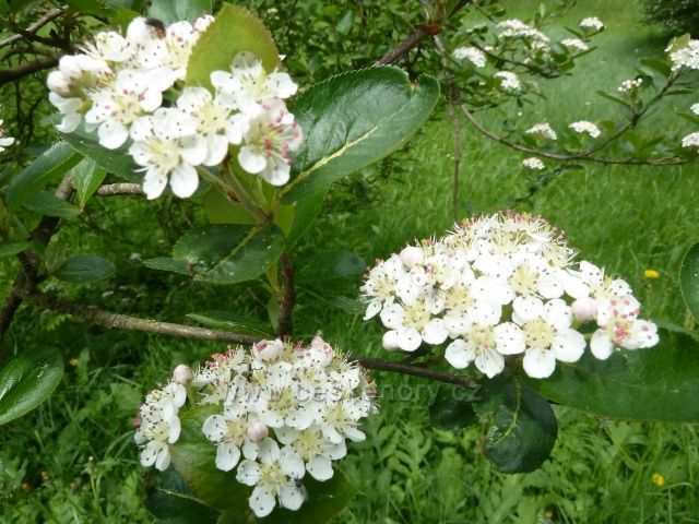 Česká Rybná - černý jeřáb u silničky do Helvíkovic