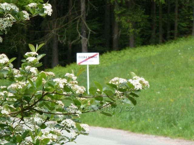 Česká Rybná - černý jeřáb u silničky do Helvíkovic