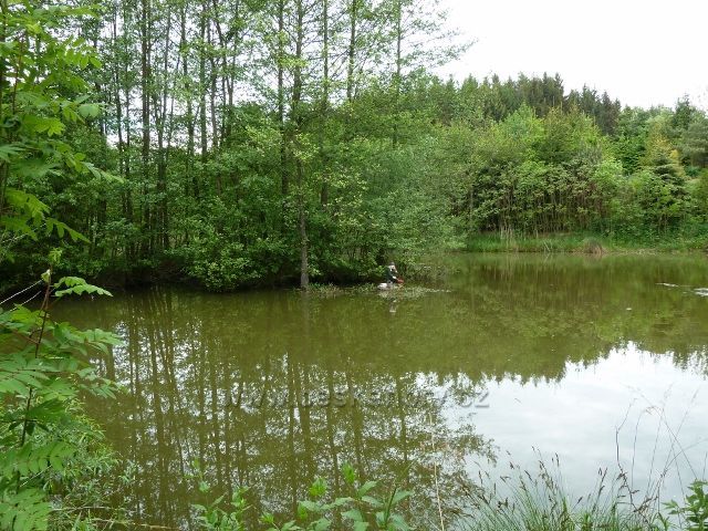 Helvíkovice - Dobešův rybník