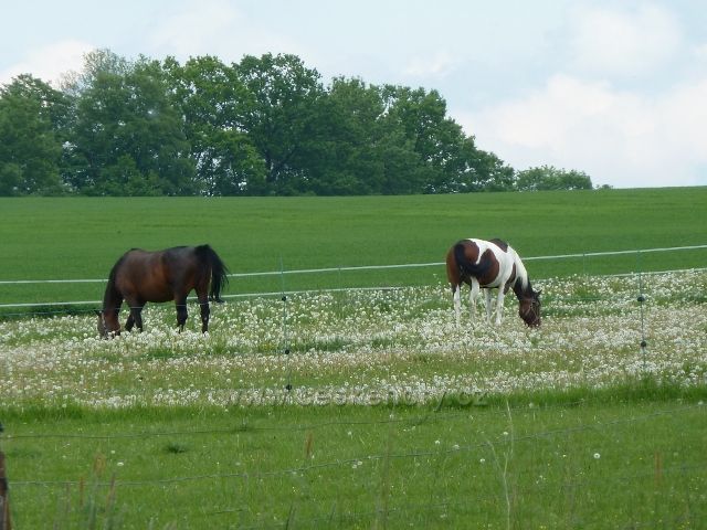 Helvíkovice - pastva koní Na Popluží