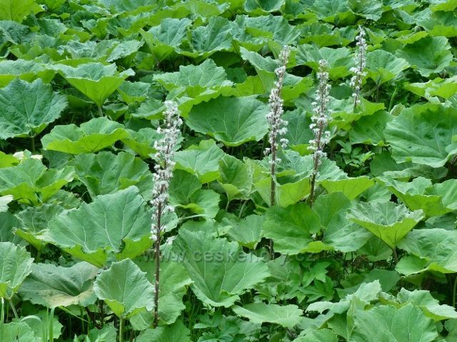 Ramzová - devětsil lékařský u cyklostezky vedoucí pod Obří skály