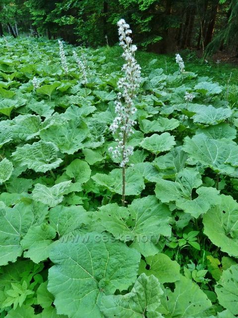 Ramzová - devětsil lékařský u cyklostezky vedoucí pod Obří skály