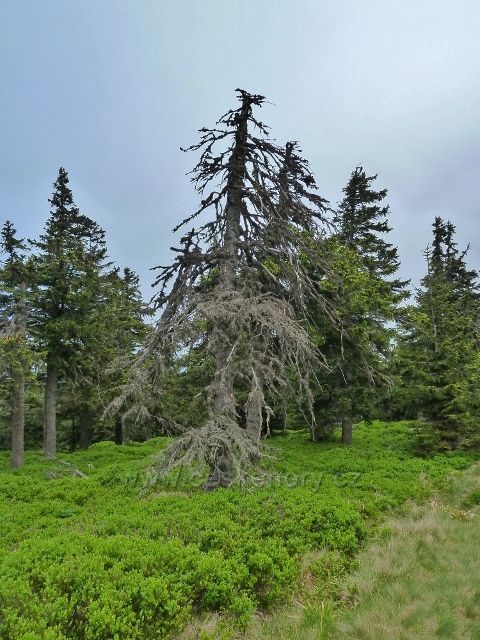 Ramzová - borůvčí pod vrcholem Šeráku