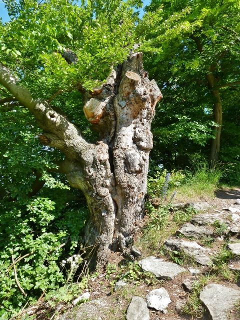 Bezděz - torzo letitého stromu na posledním úseku cesty k hradu