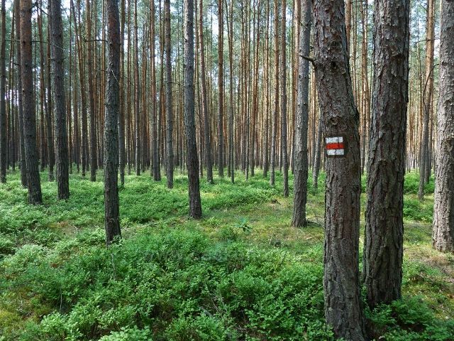 Borůvkový podrost v borovém lese u cesty z Bezdězu do Doks
