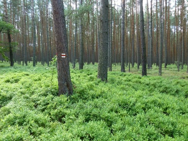 Borůvkový podrost v borovém lese u cesty z Bezdězu do Doks