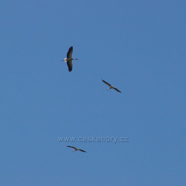 Mladí čápi u Havlovických rybníků se zalétávají