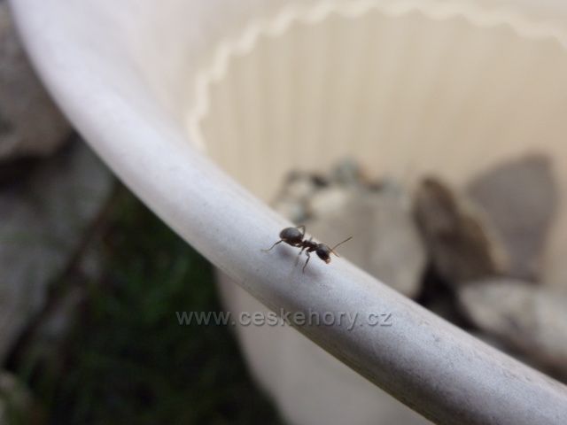 Mravenec běžící po květináči / 1