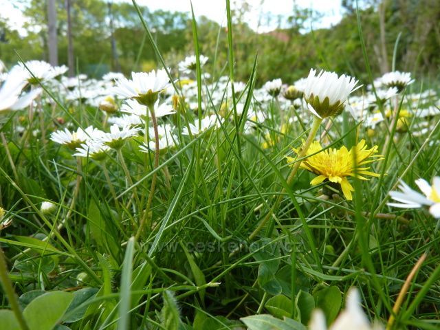 Kobereček utkaný ze sedmikrásek a pampelišek