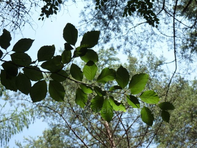 Míhající se větev