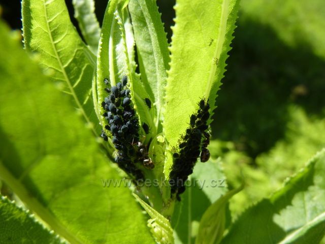 Foto z lesní cesty těsně pod Klínovcem