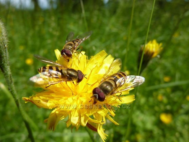 Obhospodařování rostlin