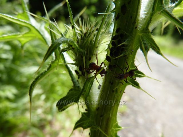 Mravenci a jejich svačina
