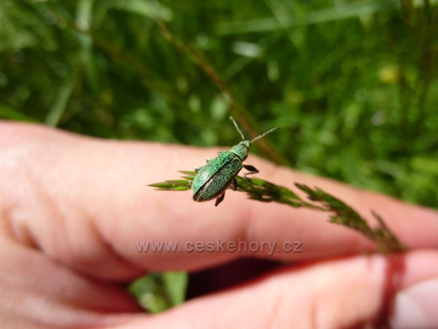 Malý hmyzí přítel