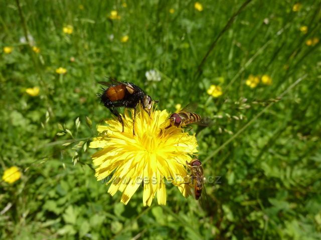 Téměř rodinná sešlost