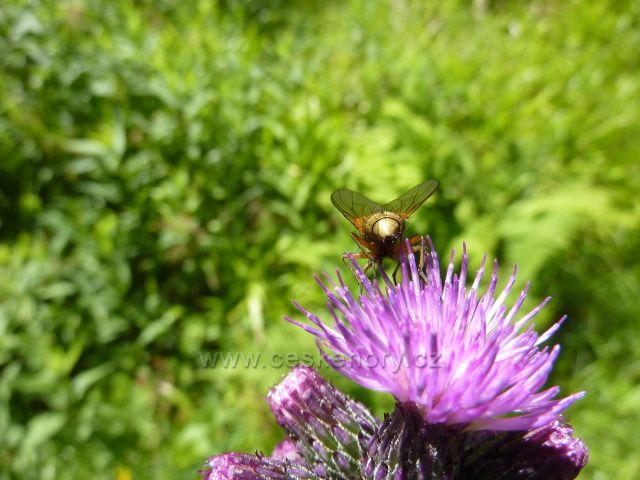 Předletová příprava