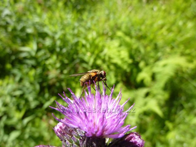 Jedna místní moucha