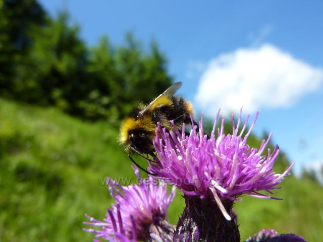 V hlavní roli čmelák