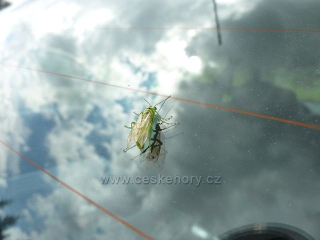 Brouk vyhřívající se na lesklém skle auta