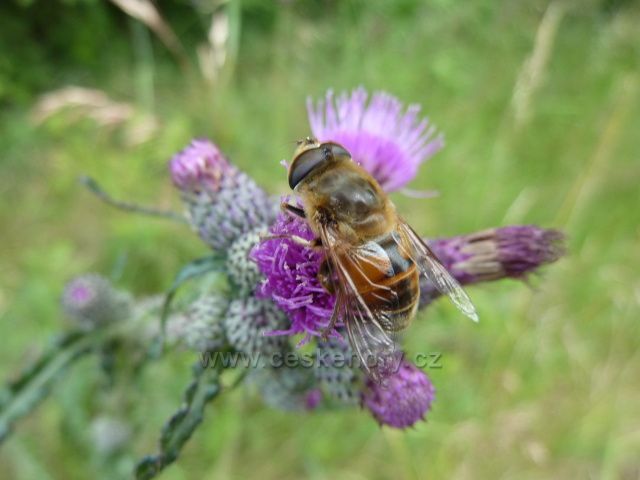 Nenasytný opylovač
