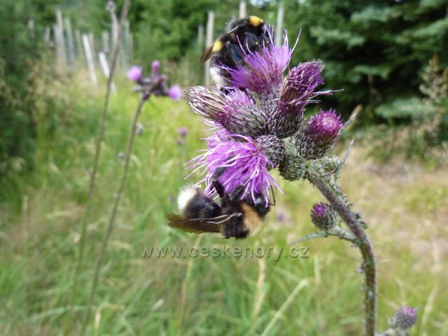 Čmeláčí sešlost