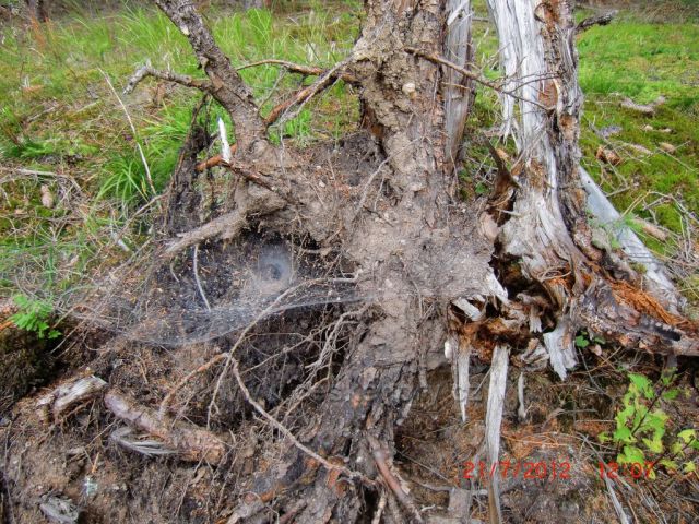 dokonalý domov pro pavouka