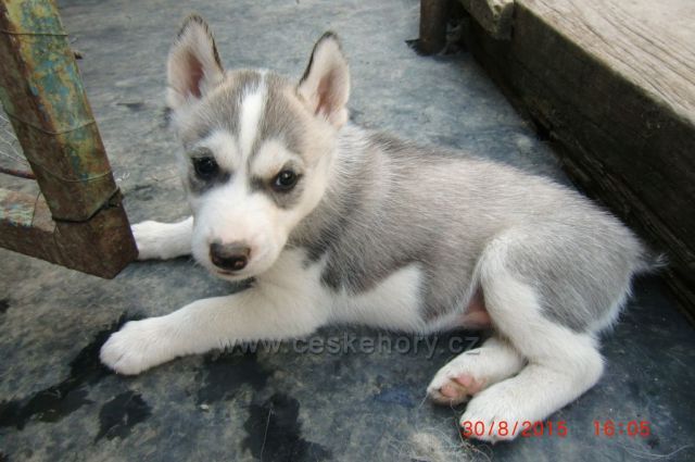 v zimě už budu běhat po kopcích