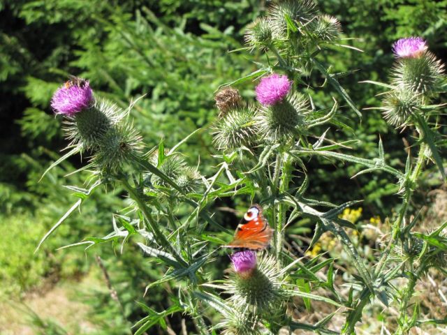 krásy přírody během cesty k Modrým kamenům, Krkonoše