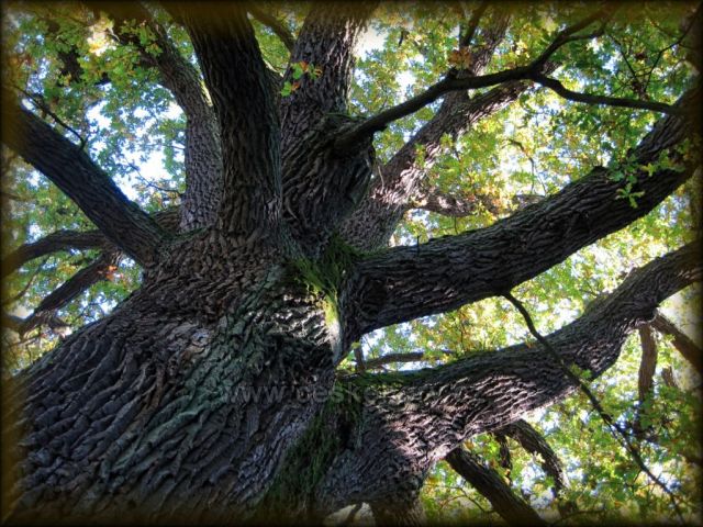 Podzim v Ratibořicích