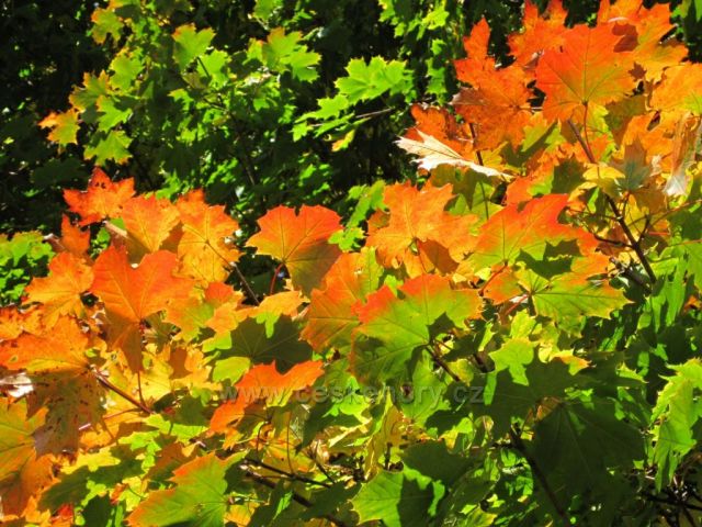 Podzim v Ratibořicích