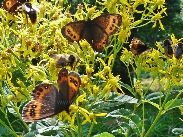 Buková hora - motýli okáči na starčeku u cesty pod vrcholem