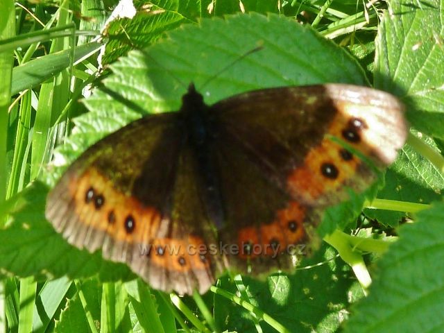 Buková hora - okáč na pokraji sjezdovky